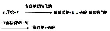 以麥芽糖為底物合成海藻糖的反應(yīng)式